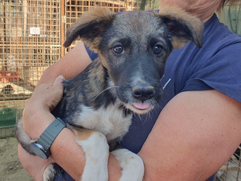 ♥HAZEL♥ wunderschöne, ganz menschenbezogene Herzenshündin 35 cm (wachsend)