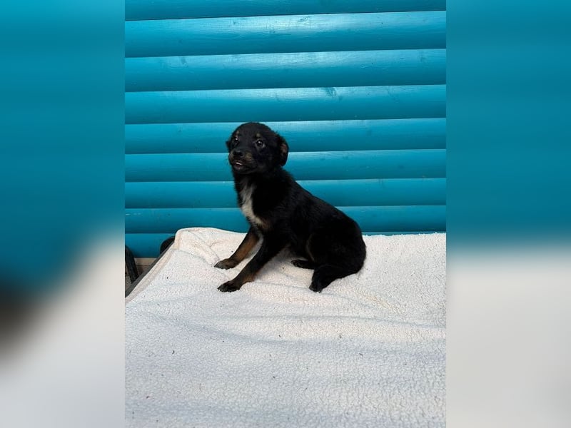 ♥BAMBU♥ auf Pflegestelle bei Köln - entzückendes, verspieltes Hundemädchen 37cm (wird mittelgroß)