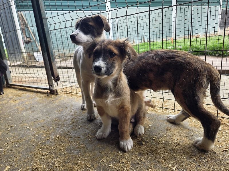 ♥JANI♥ niedlicher, verspielter kleiner Welpenbub mit der besonderen Fellfärbung 30 cm (wachsend)