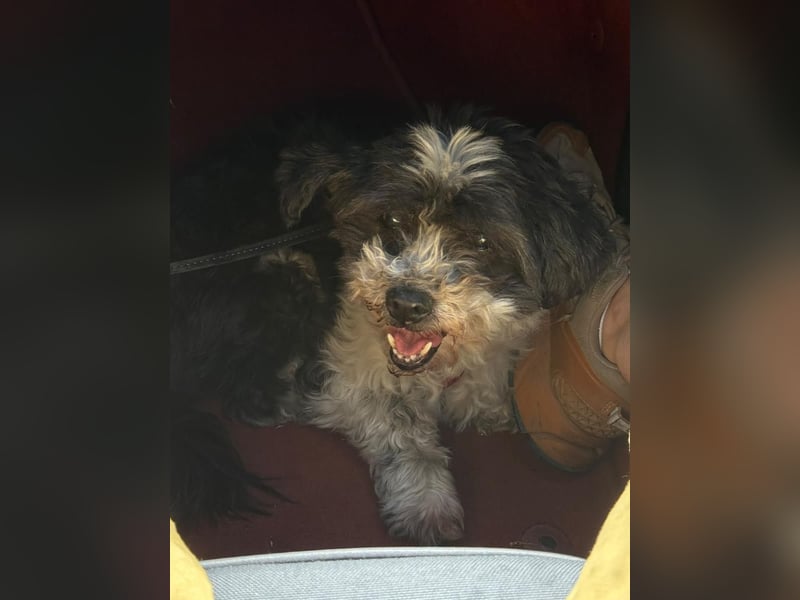 Notfell ⭐️MITI⭐️, fitte Hunde-Omi, Bolonka Zwetna-Mischling, 13 Jahre, 29 cm, Tierschutz Rumänien
