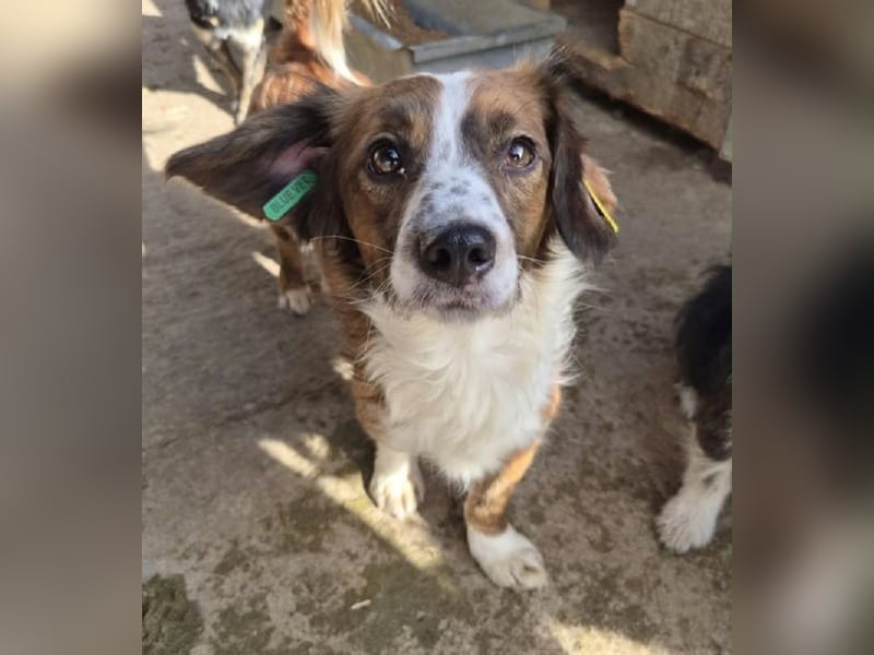 ♥TODDY♥ ab 24.Okt auf Pflegestelle bei Köln- verschmustes, ganz zutrauliches, goldiges Kerlchen 35cm