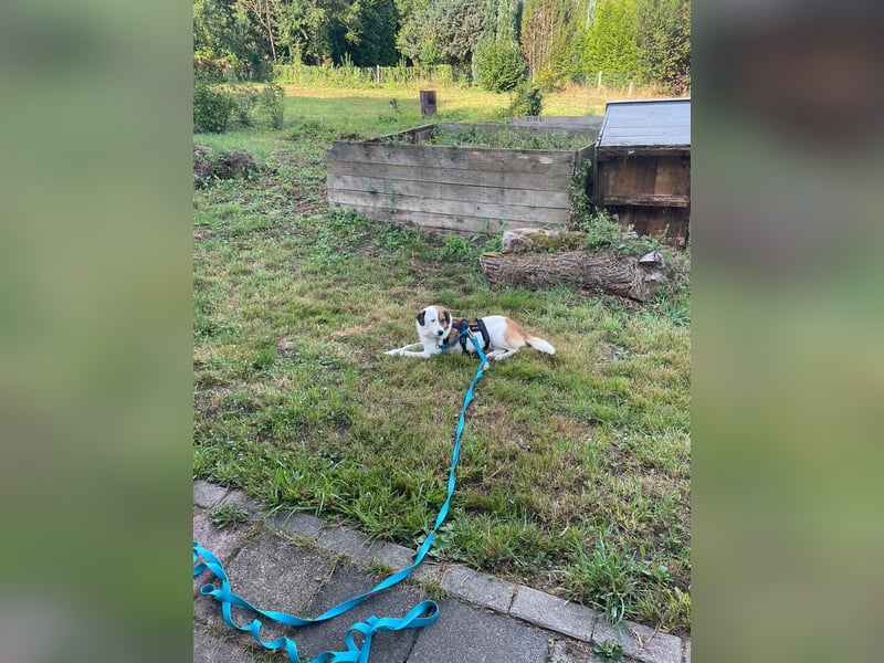 FINA, schüchterne Schmusehündin, 3,5 Jahre, 40 cm, Pflegestelle 57635, Tierschutz Rumänien
