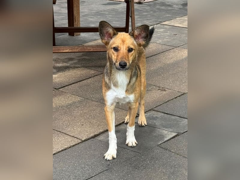 ♥DUMBO♥ neu auf Pflegestelle bei Köln - süßer, lieber, anfangs noch vorsichtiger Rüde 35cm