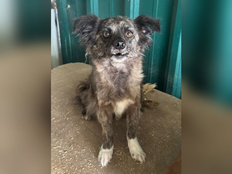 ♥SMOKEY♥ ab 31. Jul auf Pflegestelle bei Köln -süßer, zarter, menschenbezogener kleiner Rüde 35-40cm