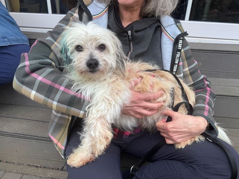 ♥YUMI♥ neu auf Pflegestelle bei Duisburg - süßer, sehr zutraulicher kleiner Wuschelmann 35cm