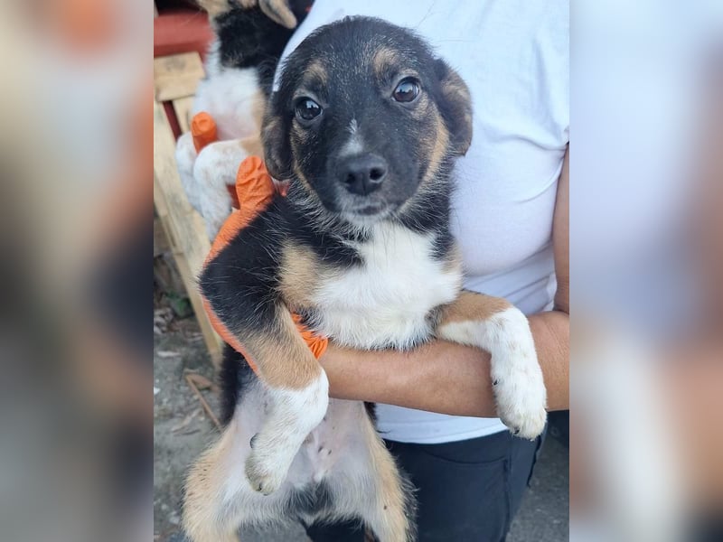 ⭐️GUAMO⭐️, entspannter Welpe, Rüde, 4 Monate, 27 cm, Mischling, Tierschutz Rumänien