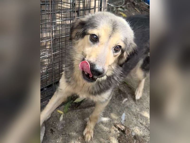 ⭐️OLISA⭐️, sanfte Hündin, 1,5 Jahre, 40 cm, Mischling, Tierschutz Rumänien