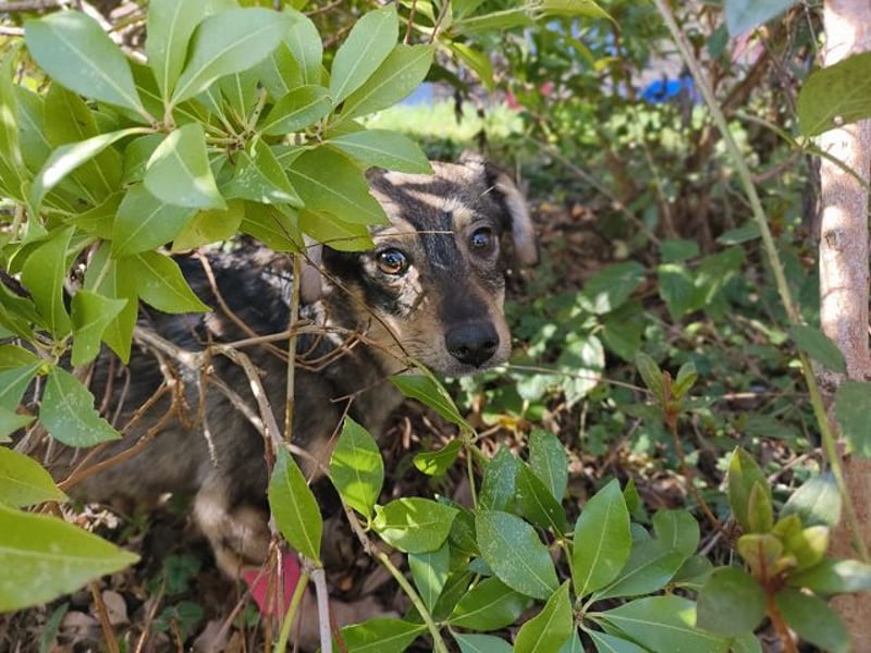 ♥HEIDI♥ neu auf Pflegestelle bei Köln - süße Welpin, die im Moment aufgepäppelt wird 32cm (wachsend)