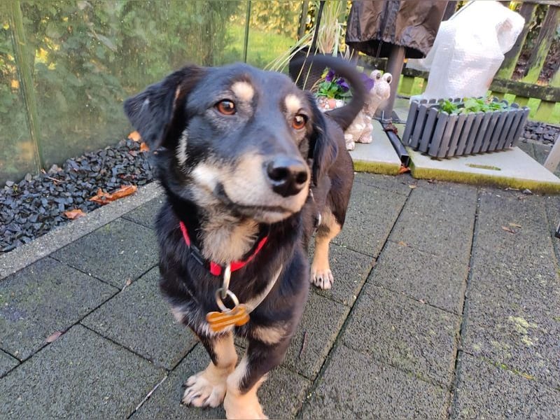 ♥MIMMI♥ auf Pflegestelle bei Aachen - süße, ganz verschmuste und zutrauliche Dackel-Mix-Hündin 36 cm