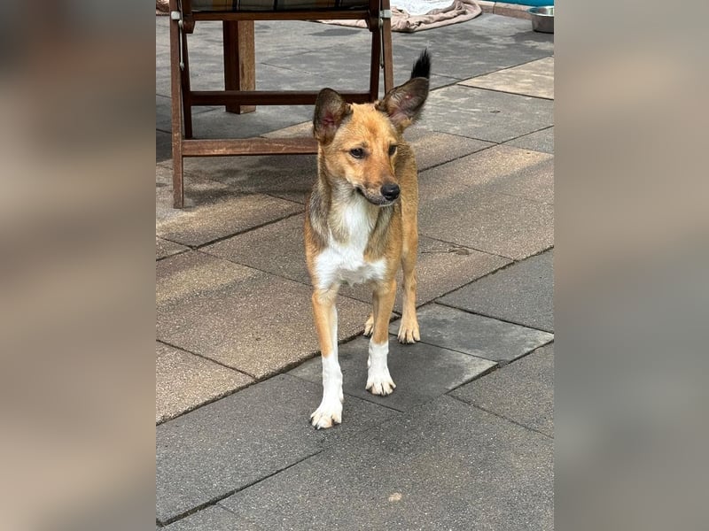 ♥DUMBO♥ neu auf Pflegestelle bei Köln - süßer, lieber, anfangs noch vorsichtiger Rüde 35cm