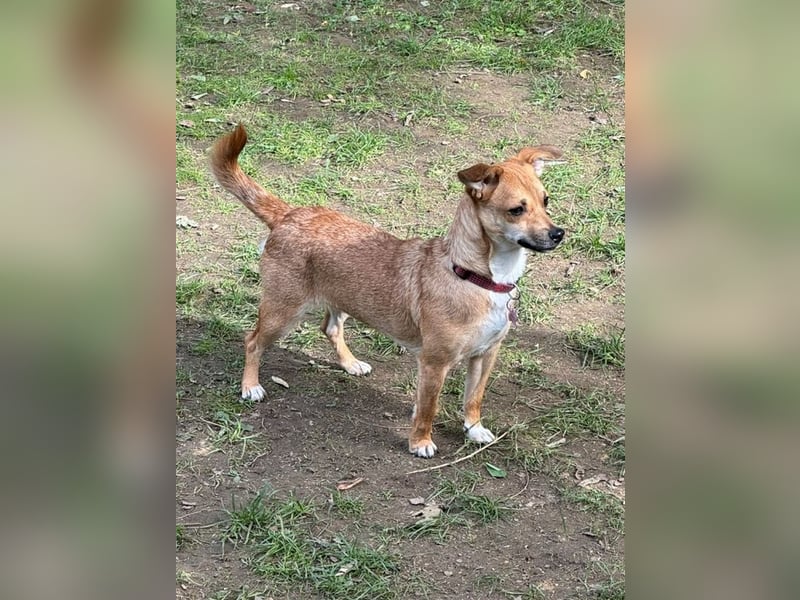 ♥KARA♥ auf Pflegestelle bei Köln - zuckersüße, verschmuste und verspielte Junghündin 30cm