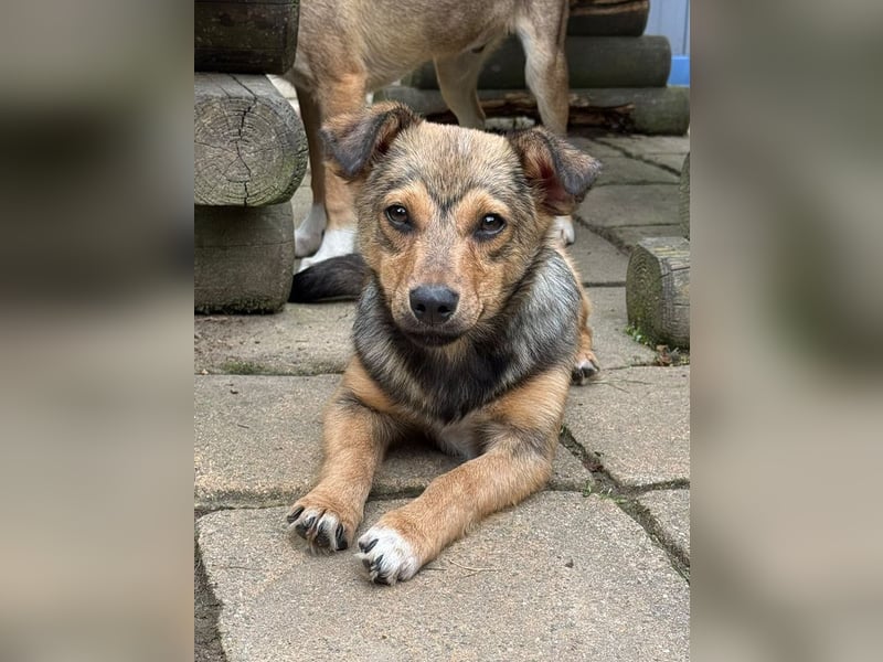 ♥FLO♥ neu auf Pflegestelle bei Köln - süßer, hübscher, noch etwas schüchterner Welpe 34cm
