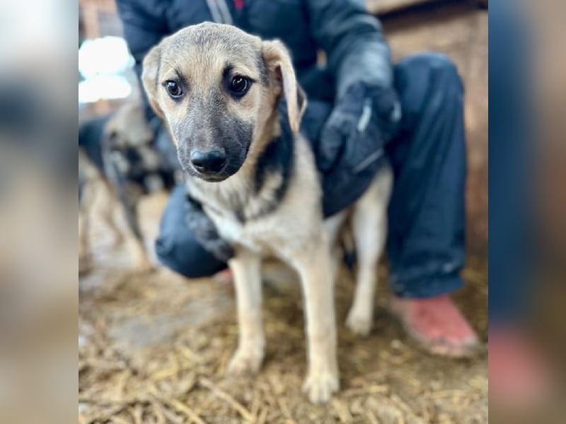 ♥DINA♥ ab 28. Feb auf Pflegestelle bei Köln-hübsches, liebes, verspieltes kleines Welpenmädchen 35cm