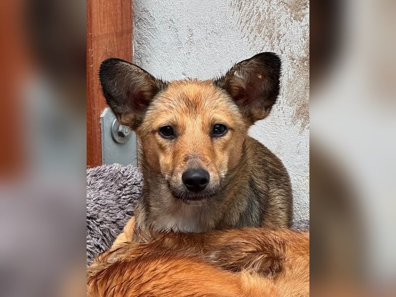 ♥DUMBO♥ neu auf Pflegestelle bei Köln - süßer, lieber, anfangs noch vorsichtiger Rüde 35cm