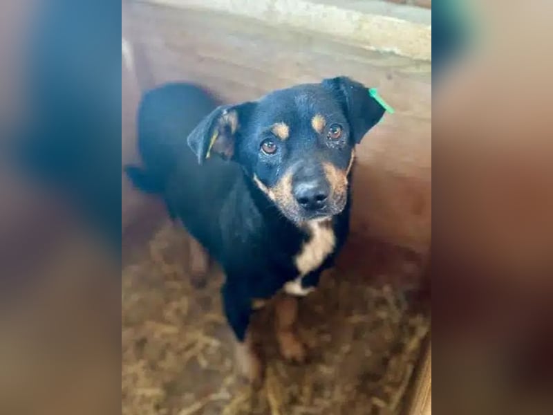 ♥OLIVER♥ süßer, zarter, lieber kleiner Rüde, der mit seinem kurzen Fell im Tierheim friert 40 cm