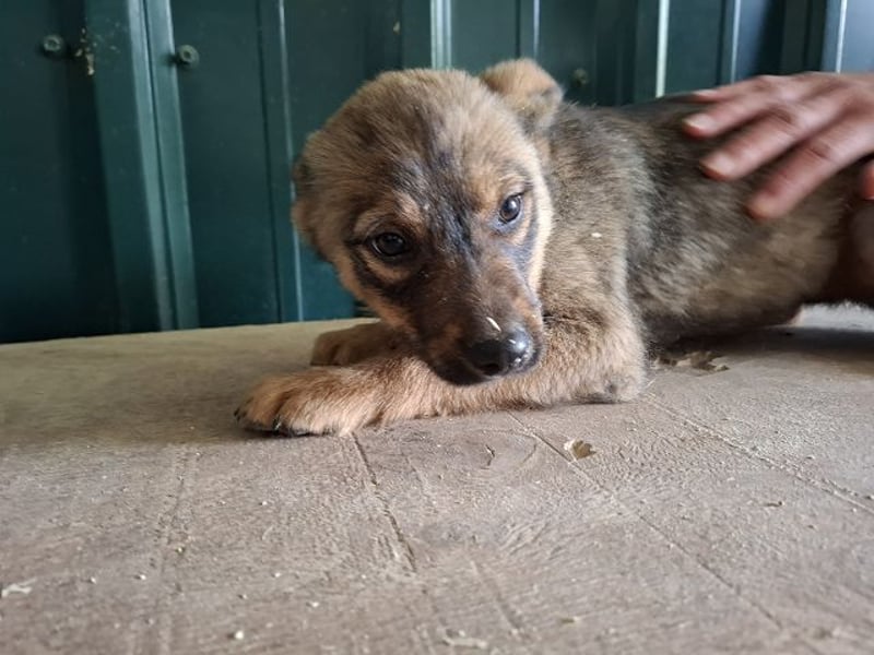 ♥TAPSI♥ zuckersüßes, verspieltes, noch etwas unsicheres Welpenmädchen 32 cm (wachsend)