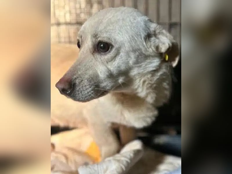 ♥ELIO♥ zarter, sensibler, noch unsicherer Jungrüde mit den großen Knopfaugen 35 cm