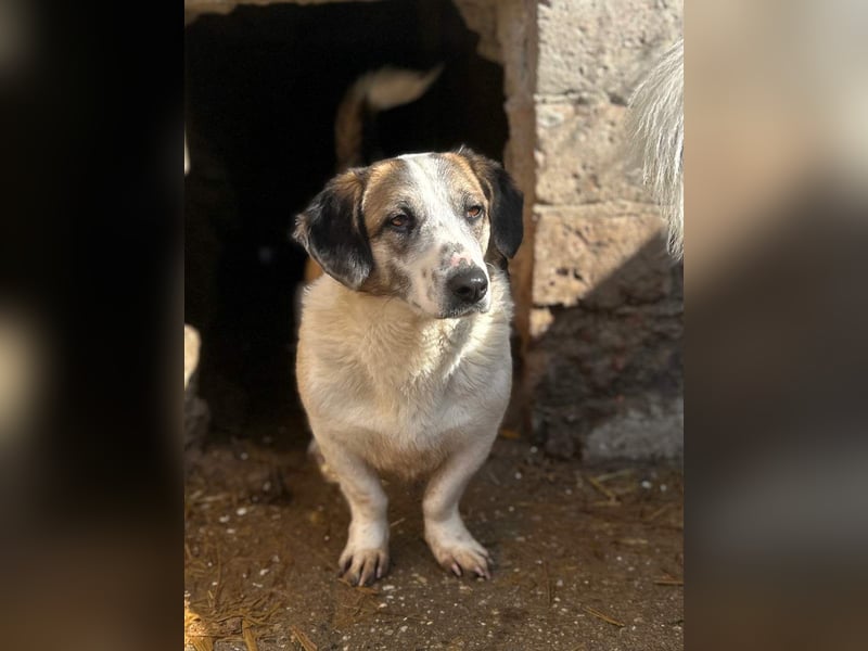 ⭐️BROOKE⭐️, Hündin, 2 Jahre, 35 cm, Mischling, Tierschutz Rumänien