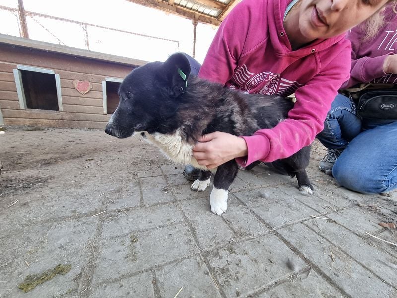♥INGO♥ hübscher, lieber, noch unsicherer kleiner Rüde 35 cm