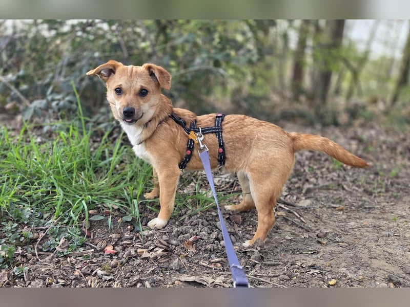 ♥KARA♥ auf Pflegestelle bei Köln - zuckersüße, fröhliche, verspielte Juniorin 30cm - bleibt kleiner