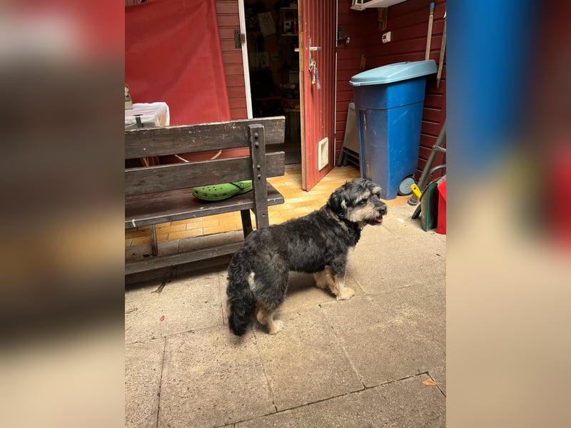 MINNIE, kleiner Frechdachs, 2 Jahre, 35 cm, Pflegestelle Düsseldorf, Tierschutz Rumänien