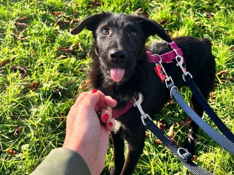 ♥CHICO♥ auf Pflegestelle in Köln - zuckersüßer, verschmuster, sanfter Junior 38 cm