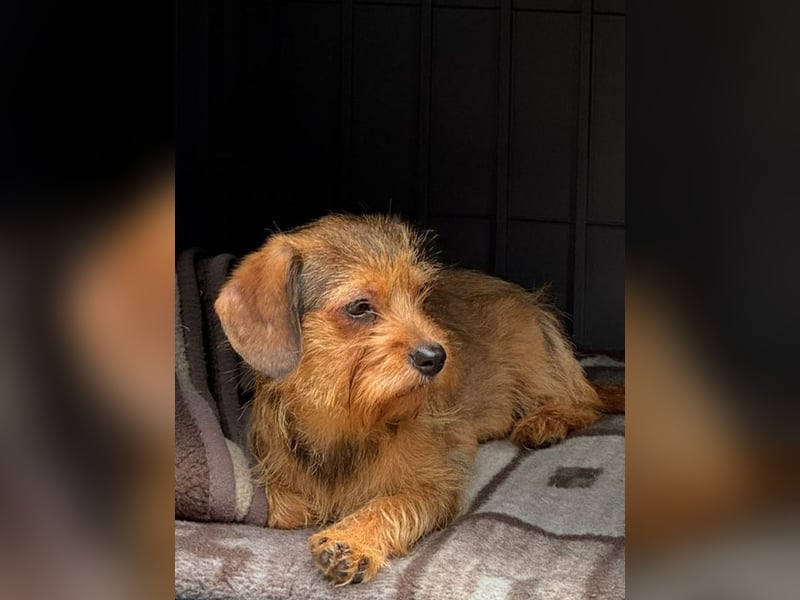 ♥ANTONELLA♥ neu auf Pflegestelle bei Köln - zuckersüße, etwas zurückhaltende Welpin 40cm (wachsend)