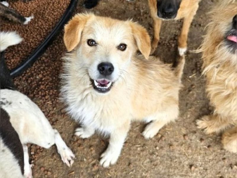 ♥SUNNY♥ ab 18. Jul auf Pflegest bei Köln -süße, liebe, ruhige und aufgeschlossene kleine Hündin 40cm