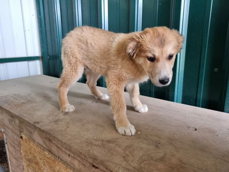 ♥LANDO♥ süßer, verspielter Kuschelbär 37 cm (wird 50-60 cm groß)