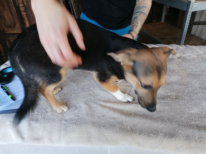 ⭐️MISSY⭐️, süßer Dackel-Mischling, Hündin, 4 Jahre, 31cm, Mischling, Tierschutz Rumänien