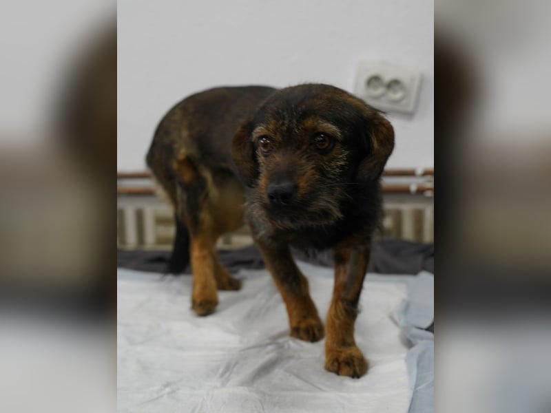 ⭐️SINA⭐️, intelligente Hündin, 1,5 Jahre, 35 cm, Mischling, Tierschutz Rumänien