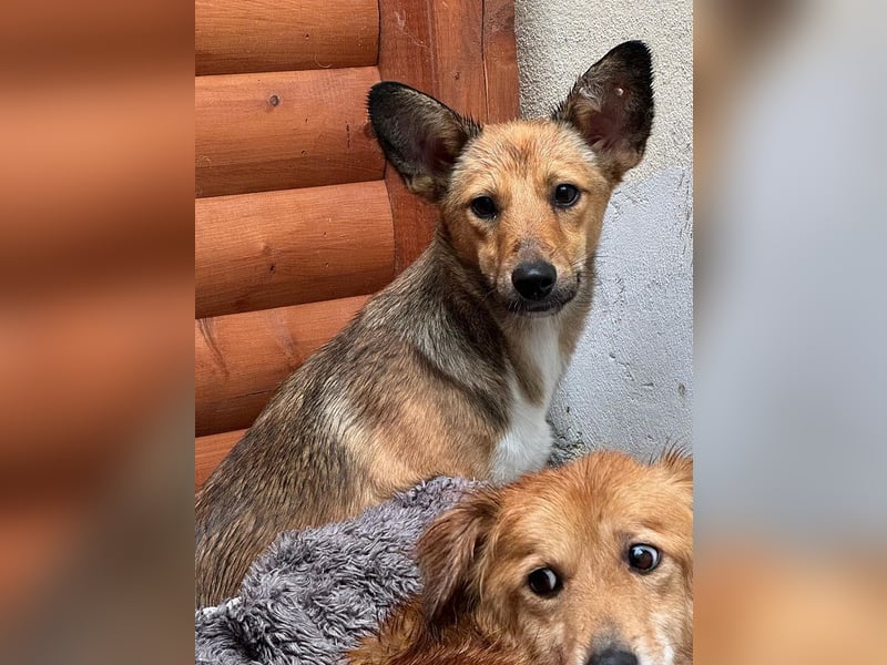 ♥DUMBO♥ neu auf Pflegestelle bei Köln - süßer, lieber, anfangs noch vorsichtiger Rüde 35cm