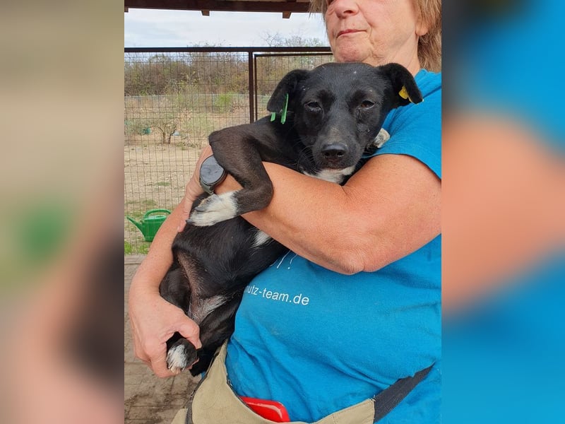 ♥SENNA♥ zuckersüße, liebe, noch unsichere kleine Hündin, die im Tierheim sehr gestresst ist 36 cm