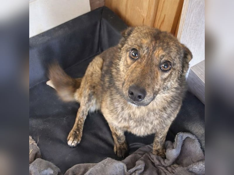 ♥ALFI♥ ganz niedliche, sehr zutrauliche gestromte kleine Junghündin 35 cm