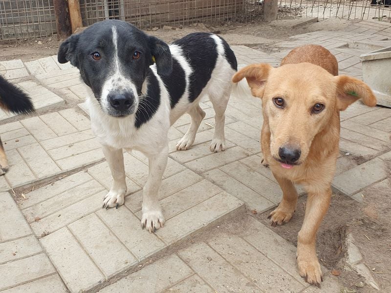 ♥RINGO♥ zuckersüßer, ruhiger kleiner sanfter Schatz 38 cm