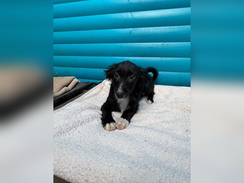 ♥TABU♥ auf Pflegestelle bei Köln - süßer, fröhlicher, verspielter Herzensbrecher 29 cm