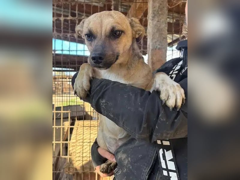 ♥KILA♥ süße, kleine, verspielte, anfangs noch zurückhaltende Junghündin 40 cm