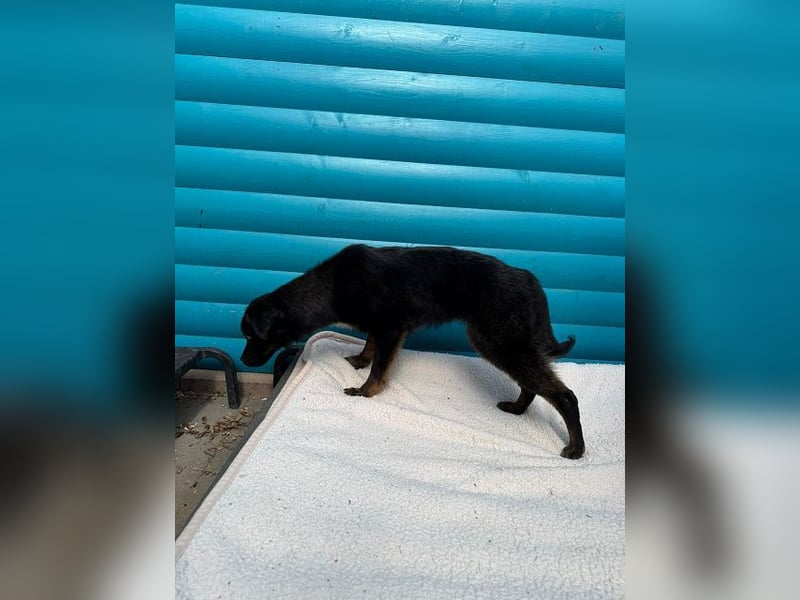 ♥BAMBU♥ auf Pflegestelle bei Köln - entzückendes, verspieltes Hundemädchen 37cm (wird mittelgroß)