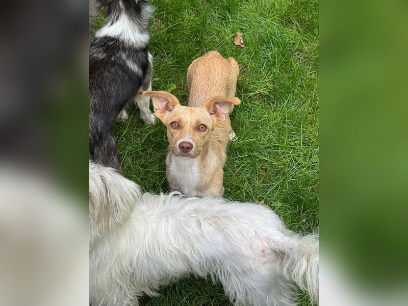 ♥ESTRELLA♥ neu auf Pflegestelle bei Köln - süße, verschmuste, aufgeschlossene Hündin 36cm
