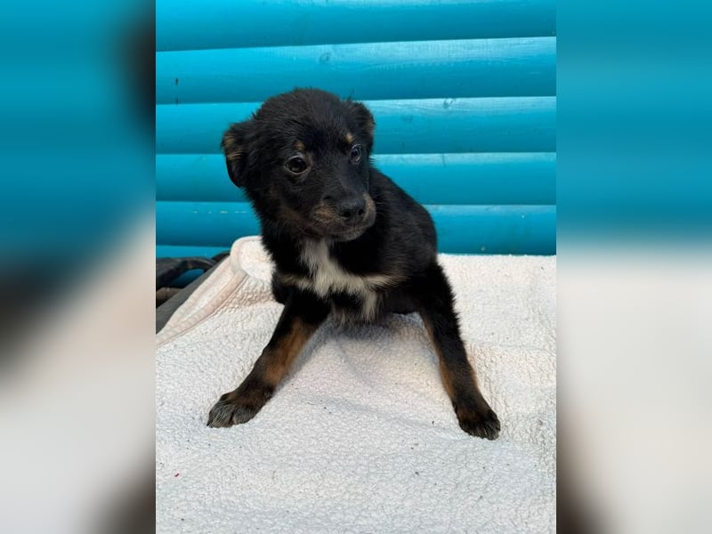 ♥BAMBU♥ auf Pflegestelle bei Köln - entzückendes, verspieltes Hundemädchen 37cm (wird mittelgroß)