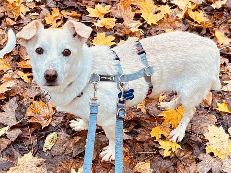 ♥MAMBO♥ auf Pflegestelle in Köln - verschmuster, anhänglicher kleiner Rüde 33 cm