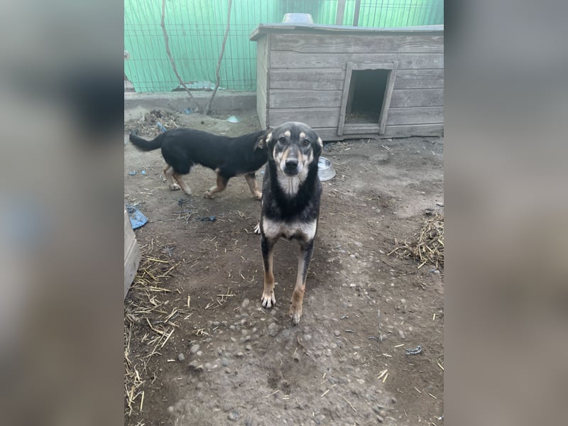 ⭐️ONYA⭐️, liebe Hundeseele, Hündin, 3,5 Jahre, 40 cm, Mischling, Tierschutz Rumänien