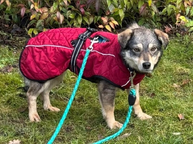 ♥COCONUT♥ neu auf Pflegestelle bei Duisburg - süße, noch etwas schüchterne kleine süße Maus 36 cm