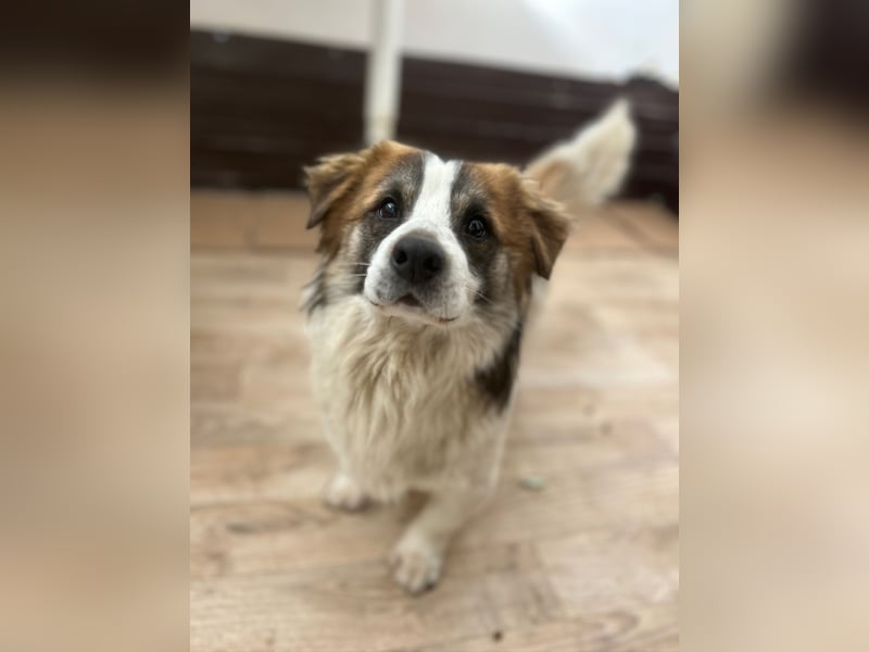 ⭐️TOC⭐️, Herzensbrecher, Rüde, 2 Jahre, 35 cm, Mischling, Tierschutz