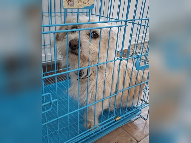 ♥FROSTY♥ neu auf Pflegestelle bei Köln - süßer, lieber, eher ruhiger kleiner Wuschelrüde 28 cm