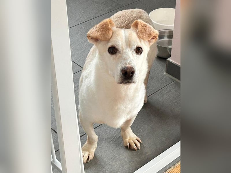 ♥MAMBO♥ auf Pflegestelle in Köln - verschmuster, anhänglicher kleiner Rüde 33 cm