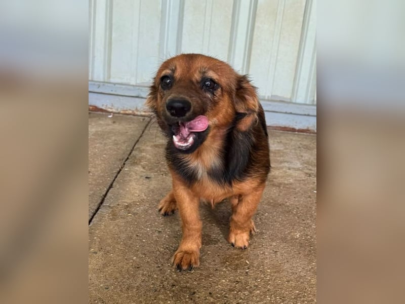 ♥PINKY♥ ab 29.Aug auf Pflegestelle bei Köln-süßes, superliebes Hundemädchen ca 35 cm (kleinbleibend)