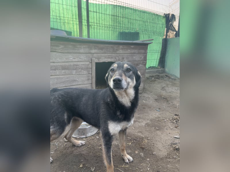 ⭐️ONYA⭐️, liebe Hundeseele, Hündin, 3,5 Jahre, 40 cm, Mischling, Tierschutz Rumänien