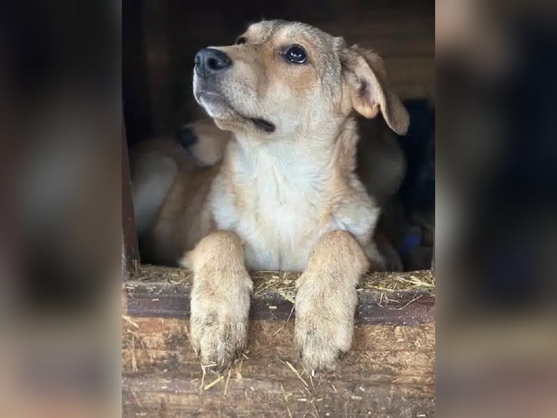 ♥DOTTY♥ ab 28. Feb auf Pflegestelle bei Köln - zauberhaftes, verspieltes kleines Welpenmädchen 35cm