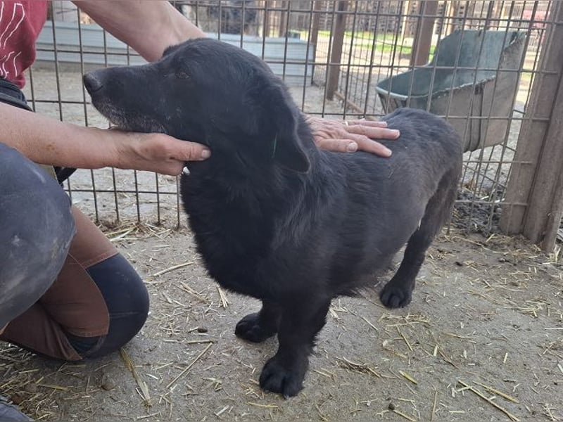 ♥MICHEL♥ neu auf Pflegestelle bei Aachen -süßer, ruhiger und unkomplizierter kleiner Rüde 36 cm